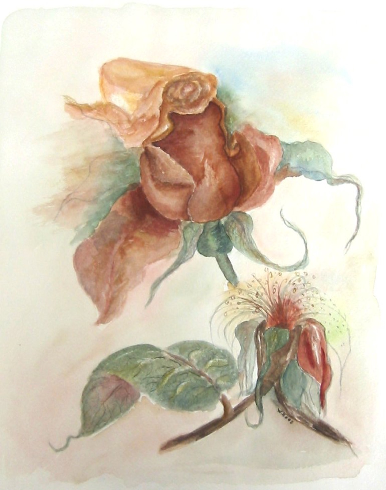 Rote Rose