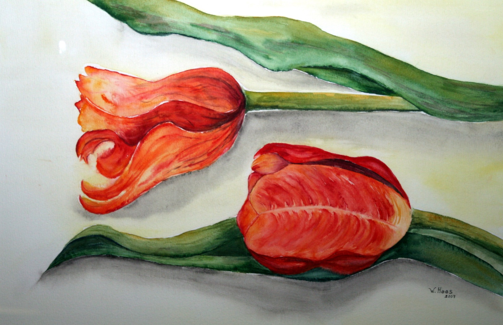 Tulpen quer