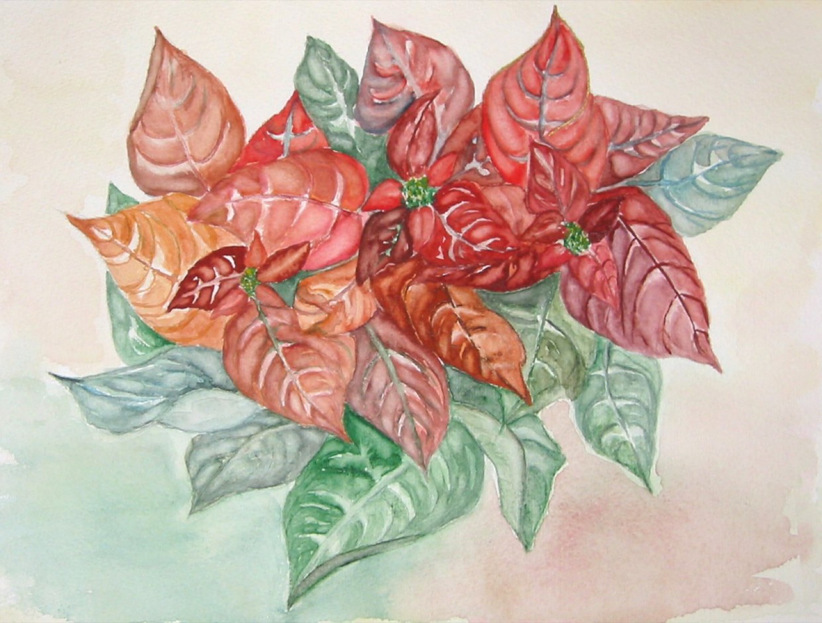 Weihnachtssternblätter